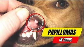 Papillomas in Dogs: A Complete Guide to Symptoms and Treatment 2023
