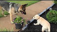German Shepherd meets Lab Puppy
