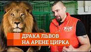 Дрессировщик — о драке львов в Екатеринбургском цирке | E1.RU
