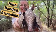 Nine Banded Armadillo (Dasypus novemcinctusis) 9 Banded Armadillo in Florida