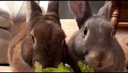 Rabbit Chewing Sounds