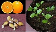 Grow Orange Seed Fast & Easy Way