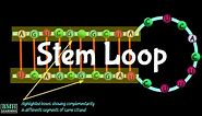 Stem Loop Structure Of RNA | Hairpin Structure Of RNA | Secondary Structure Of RNA |