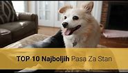 🐕 Psi Za Stan – Top 10 Najboljih Pasmina Pasa Za Stan