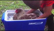Broody Hen Chickens How to undo broodiness. Stop sitting on eggs. Does Water Work?YES!