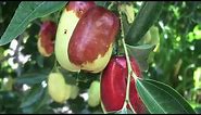 What's Growing On with Jujube: An Alternative Fruit Tough Enough for Texas
