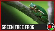 American Green Tree Frog Facts