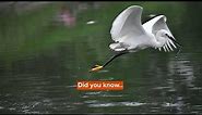 Did You Know? Incredible Siberian Crane Facts