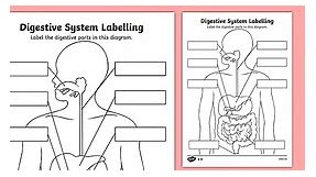 Label the Digestive System Worksheet