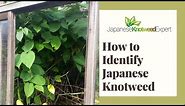 How to Identify Japanese Knotweed - Japanese Knotweed Expert Ltd