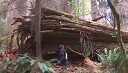 Old growth tree falls in Stanley Park after hundreds of years