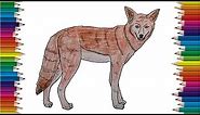 How to Draw a Coyote step by step easy - Easy animals to draw