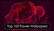 Top 100 Flower Wallpapers !! Download Now !!