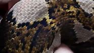 Longest snake in captivity - Medua at 7.67 metres (25 ft 2 in) 🐍