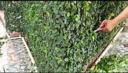 How To Grow Creeping Fig From Cutting For Beginners | Creeping Fig from Cutting