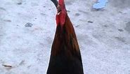Say Good Morning Rooster