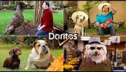 TOP Funniest Doritos DOGs Super Bowl Commercials of ALL TIME! MOST HILARIOUS Doritos Dogs Ads EVER!
