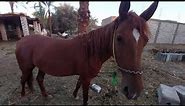 Watch the horse eat carrots in an amazing way