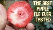 Redlove Apple Tree - Redlove Apple ( What an Amazing New Variety of Apple! ) Redlove Apple Trees