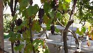 How To Build Grape Arbors Using This Practical Design And Growing Guide