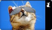Cat Wearing Google Glasses - Google Glass Parody - Petody