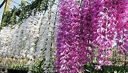 Beautiful Orchid Flowers - Beautiful Orchid Gardens in the world
