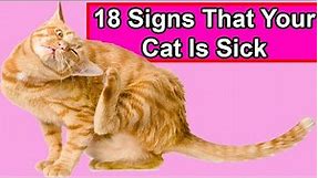 18 Signs That Your Cat is Sick