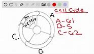 SOLVED:Label the phases of the cell cycle on the following diagram. Include anaphase, cytokinesis, G1 phase, G2 phase, metaphase, prophase, S phase, and telophase.