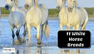 11 Beautiful White Horse Breeds (History & Characteristics)