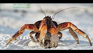 Facts: The Coconut Crab (Robber Crab)