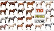 Horse Breeds Vocabulary ll 110 Horse Breeds Names In English With Pictures ll 100 Horse Names
