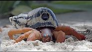 Hermit Crab Steals Robotic Spy Crab's Shell