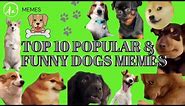 Top 10 Funny Dogs Memes Green Screen Template