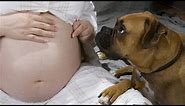 Animals Reaction to Pregnant Women - Animals Love and Protects Pregnant Women Compilation 2018