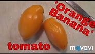 9/10/2018: 'Orange Banana' tomato review