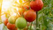 How to Grow Hydroponic Tomatoes: A Complete Guide