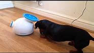 Miniature Dachshund playing fetch with automatic ball launcher