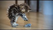 Funny Kittens 🐱😺 Funny Playful Kittens (Full) [Funny Pets]