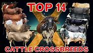 14 World's Largest Cattle Crossbreeds (Two Breed Cross System)