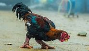 10 Largest Chickens In The World in 2024