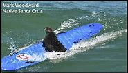 CA: Aggressive sea otter attacks surfer caught on cam