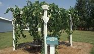 Vineyard Site Selection | Part 5 - The Backyard Vineyard - Grape Video #46