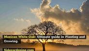 Mexican White Oak 'Monterrey Oak": Ultimate guide in Planting and Growing