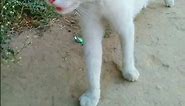 White Cat Meowing | Meow Meow | Cute White billi | billi karti meow meow | Unique Pets World #shorts