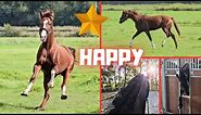 Happy!! Rising Star⭐ can go back to the pasture! | The others think it is scary | Friesian Horses