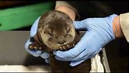 North American river otter pup