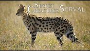 🐾 The Elusive Serval: Africa's Lesser-Known Spotted Cat 🐆 | Wildlife Conservation
