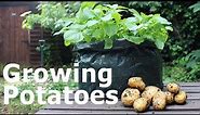 Growing Potatoes in Plastic Bags the Cheap & Easy Way