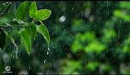 Beautiful Rain Raining Scenery & Neture vedio || Beautifull Rain Video || HD Nature Video