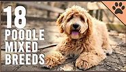 18 Poodle Mix Breeds That Will Melt Your Heart - Part 2 | Dog World